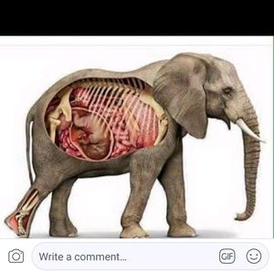 Meet your Posher, Elva